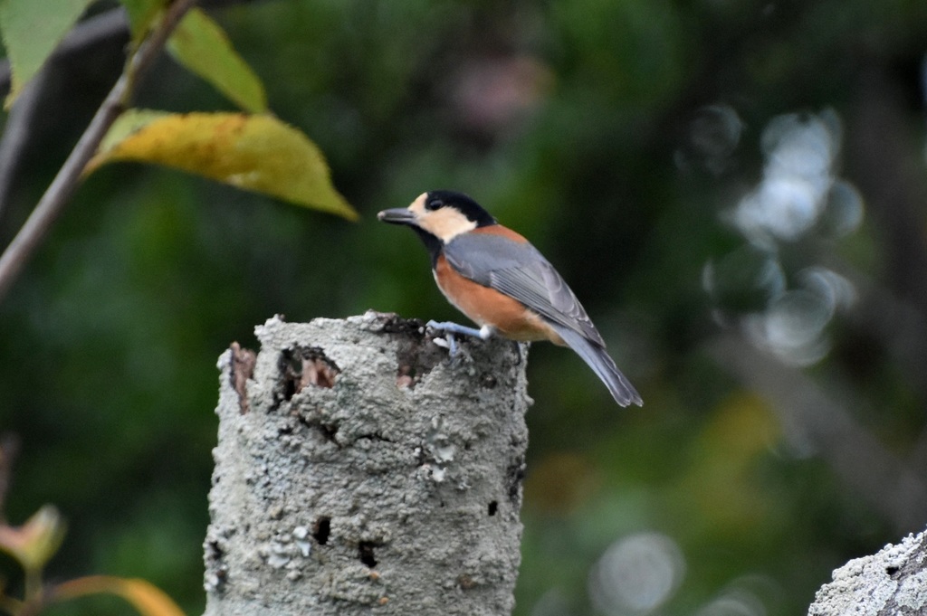 DSC_0547.JPG