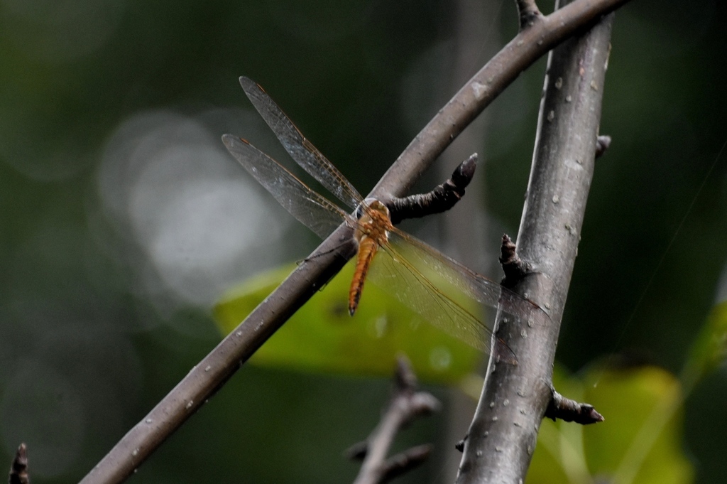 DSC_1452.JPG