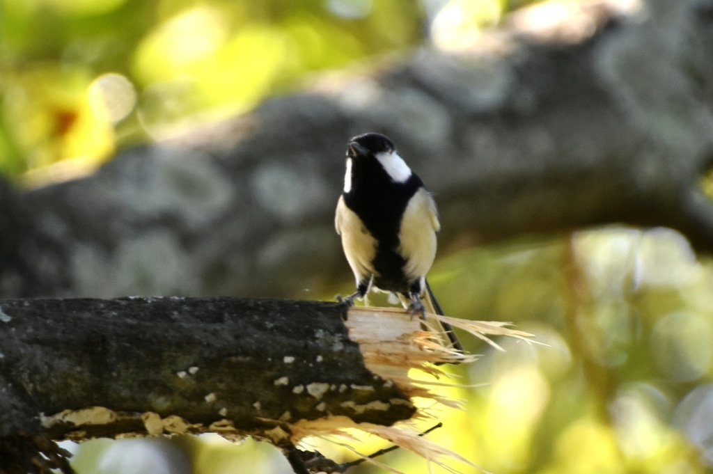 DSC_2713.JPG
