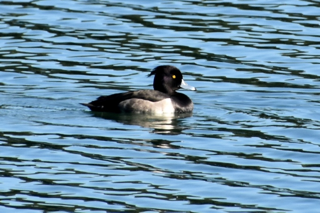 DSC_3083.JPG