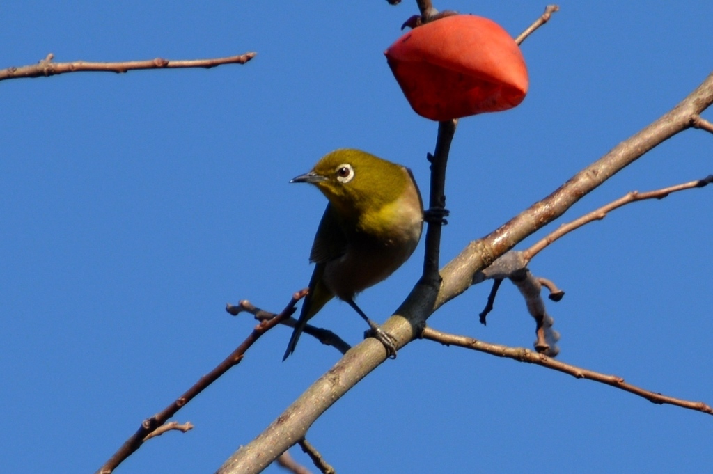 DSC_0810.JPG