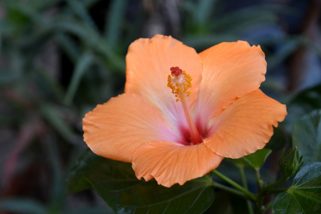 DSC_0180.JPG