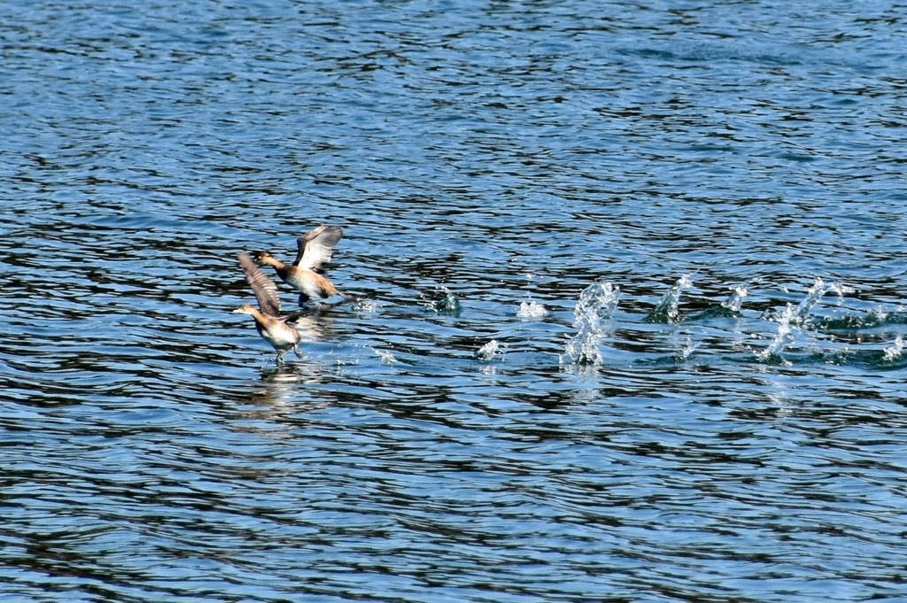 DSC_0705.JPG