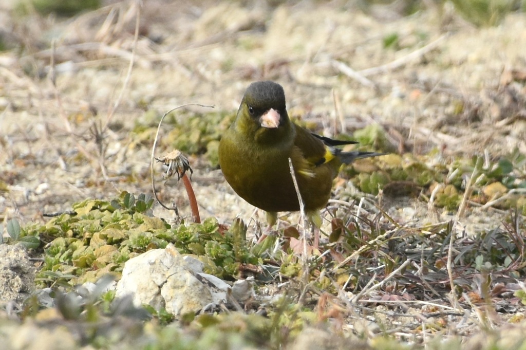DSC_1237.JPG