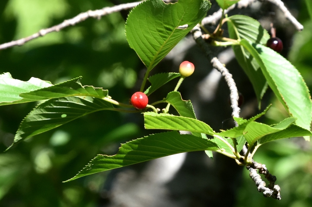 DSC_2415.JPG
