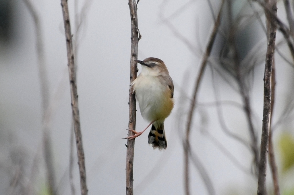 DSC_2714.JPG