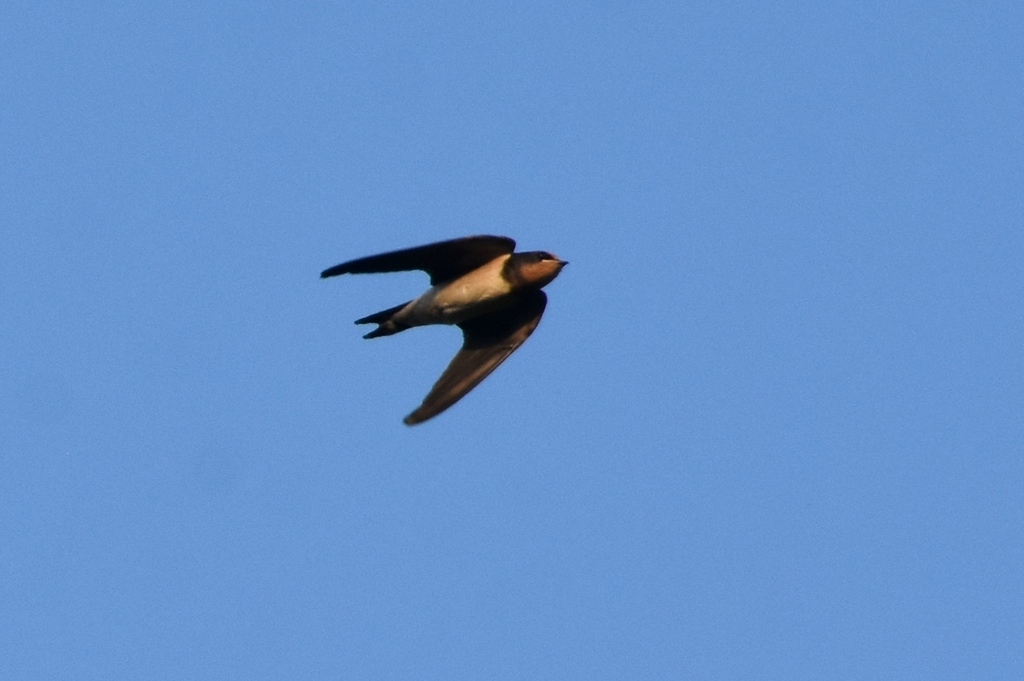 DSC_3026.JPG