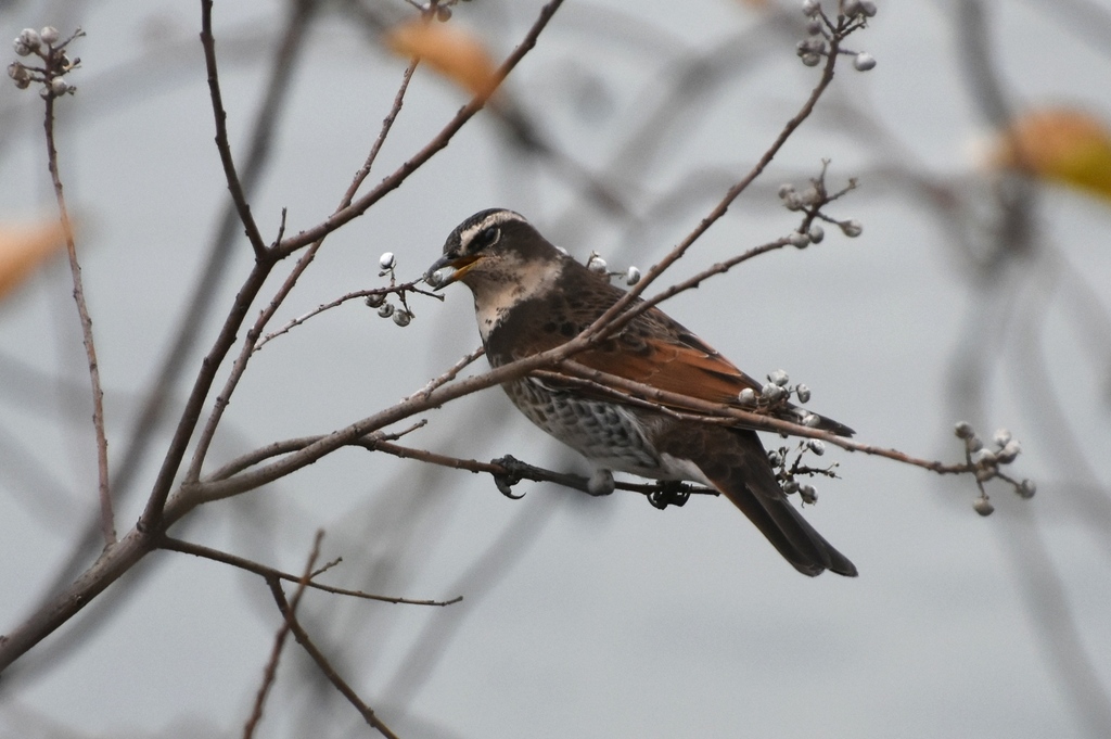 DSC_3507.JPG