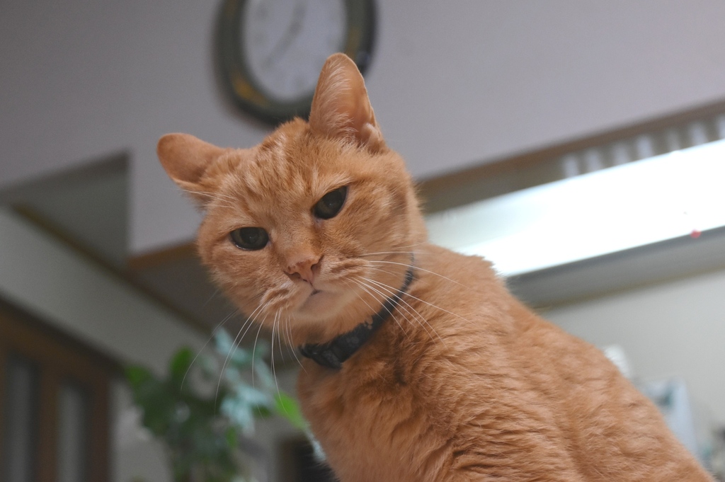 DSC_4127.JPG