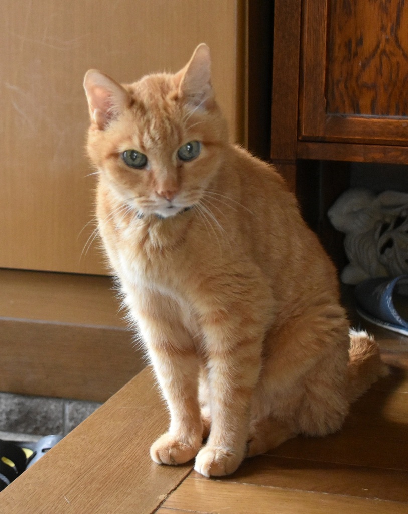 DSC_4612 - コピー.JPG