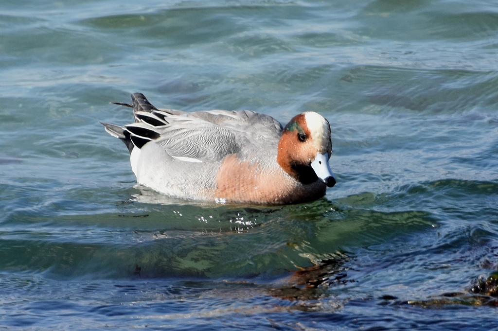 DSC_4911.JPG