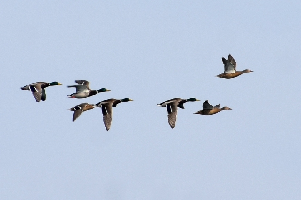DSC_7008.JPG