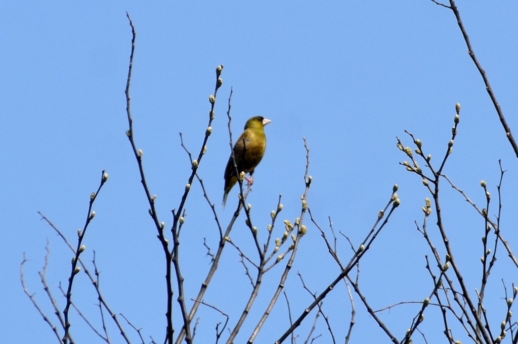 DSC_7250.JPG