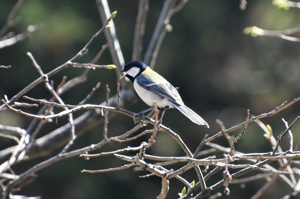 DSC_7255.JPG