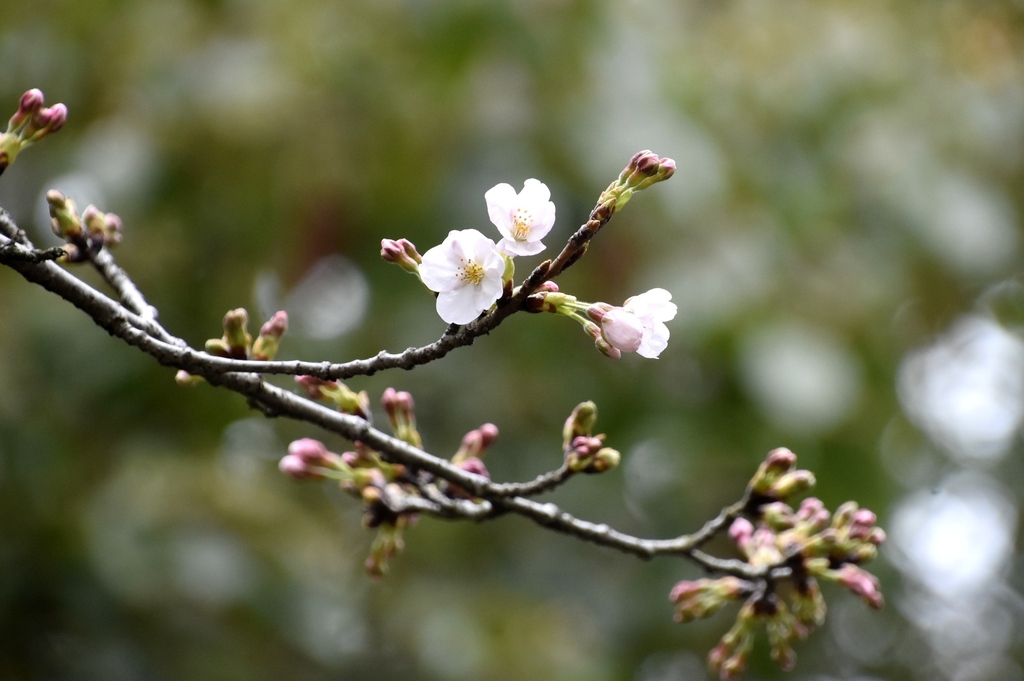 DSC_7791.JPG
